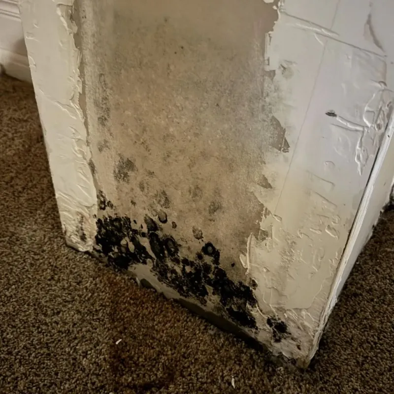 Professional Mold Removal in Post, TX